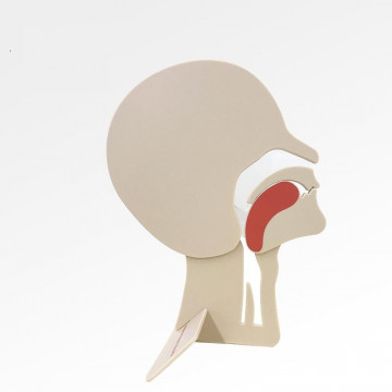 Modèle de tête en coupe